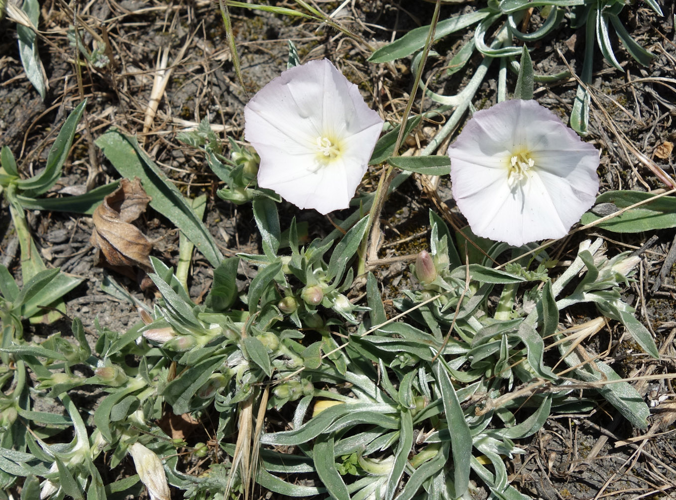 Image of Convolvulus lineatus specimen.