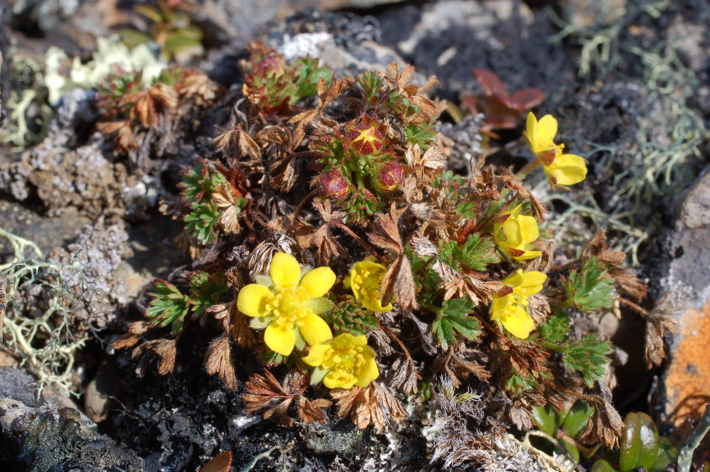 Image of Potentilla elegans specimen.