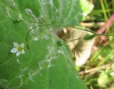 Linum catharticum. Верхушка цветущего растения. Архангельская обл., Вельский р-н, окр. пос. Усть-Шоноша, луг. 16 июля 2010 г.