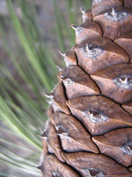 Изображение особи Pinus ponderosa.