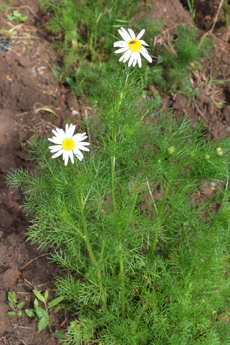 Изображение особи Tripleurospermum inodorum.