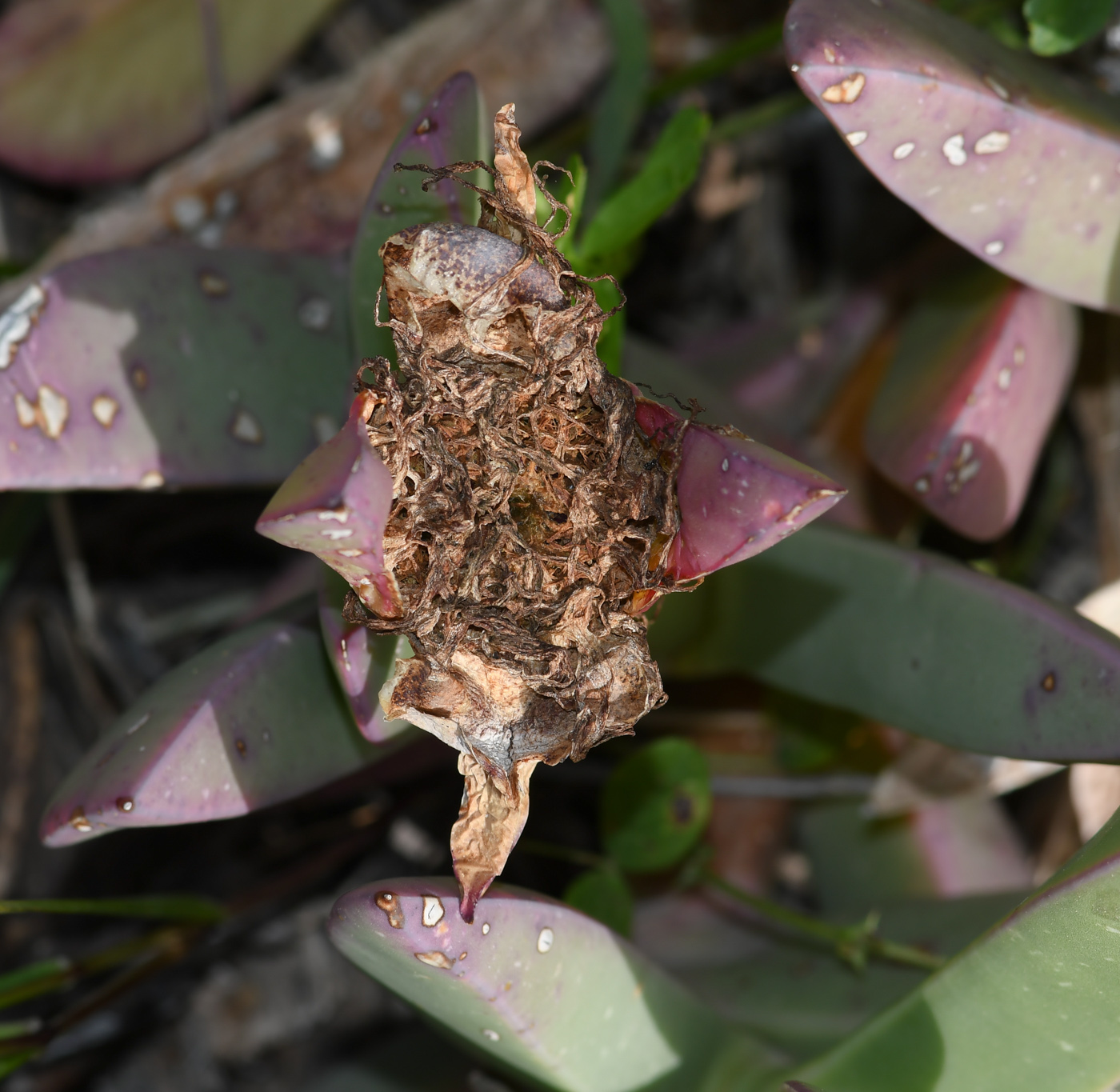 Image of Carpobrotus quadrifidus specimen.