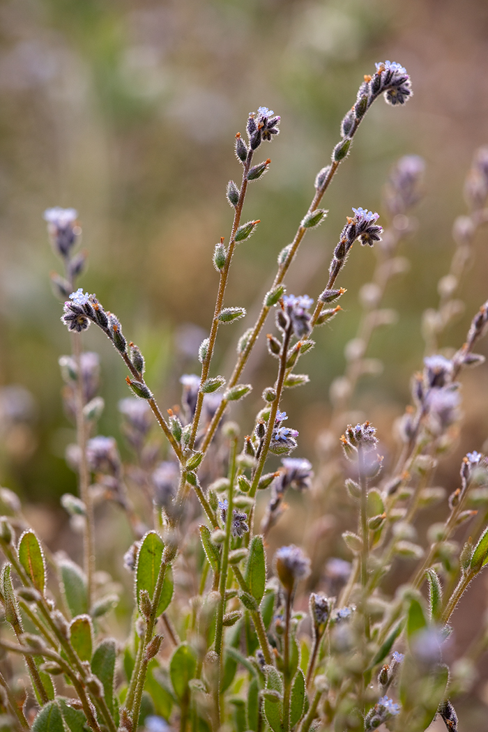 Изображение особи Myosotis micrantha.