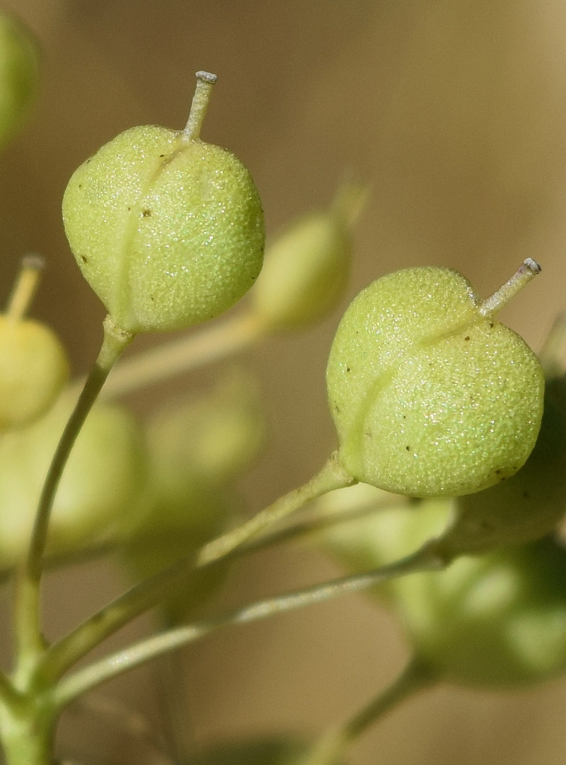 Image of Cardaria repens specimen.