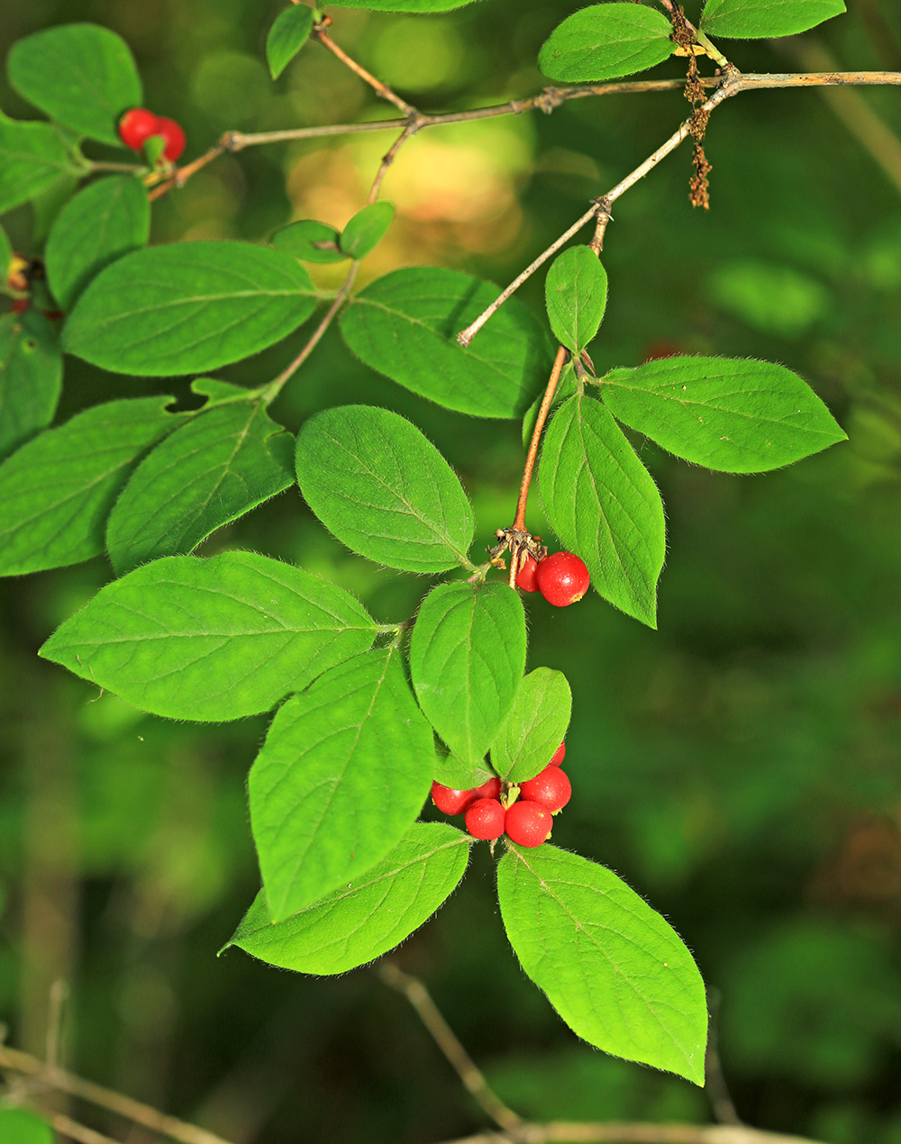 Image of Lonicera praeflorens specimen.