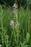 Polygala hybrida