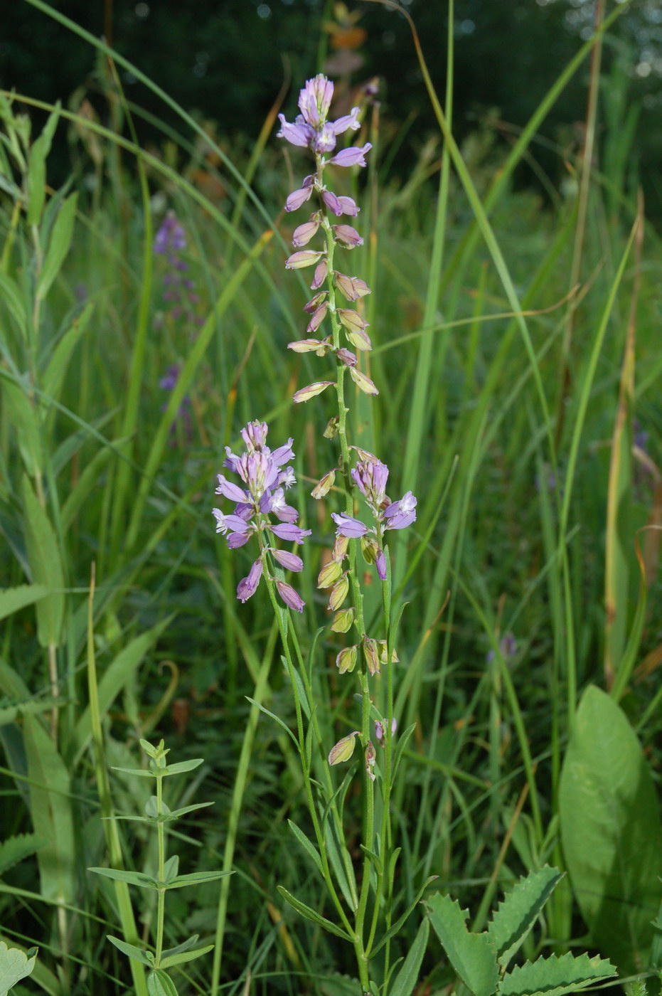 Изображение особи Polygala hybrida.