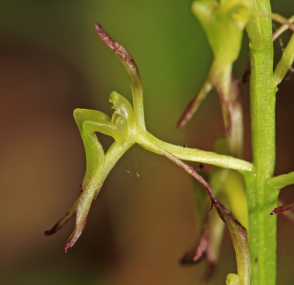 Image of Liparis krameri specimen.