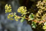 genus Alchemilla. Верхушка побега с соцветием. Адыгея, Кавказский биосферный заповедник, плато Лаго-Наки, 2040 м н.у.м., субальпийский луг. 04.07.2020.