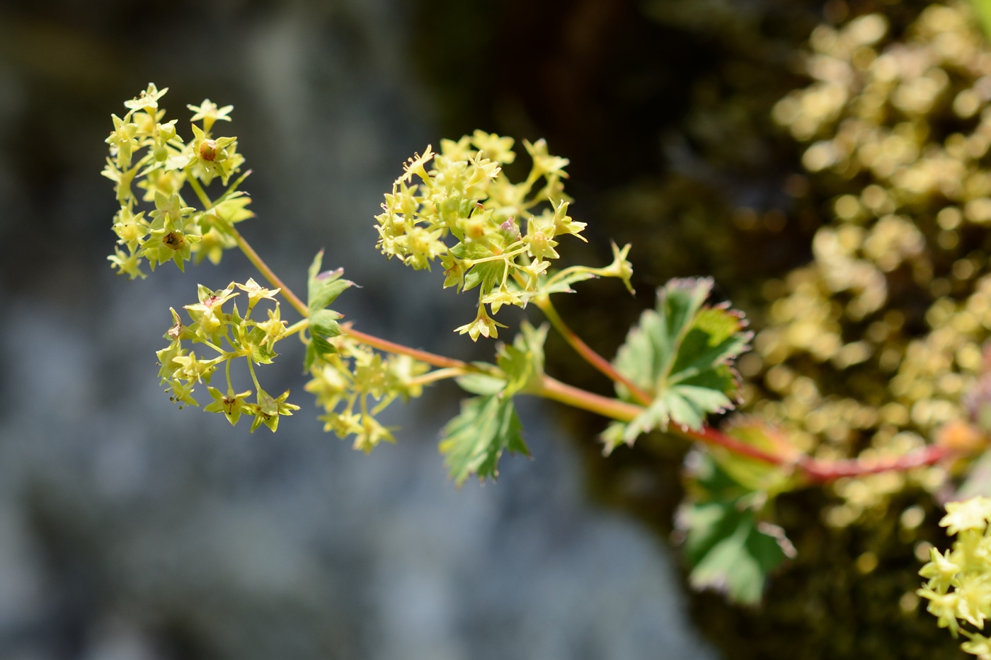 Изображение особи род Alchemilla.