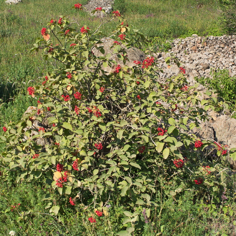 Image of Viburnum lantana specimen.