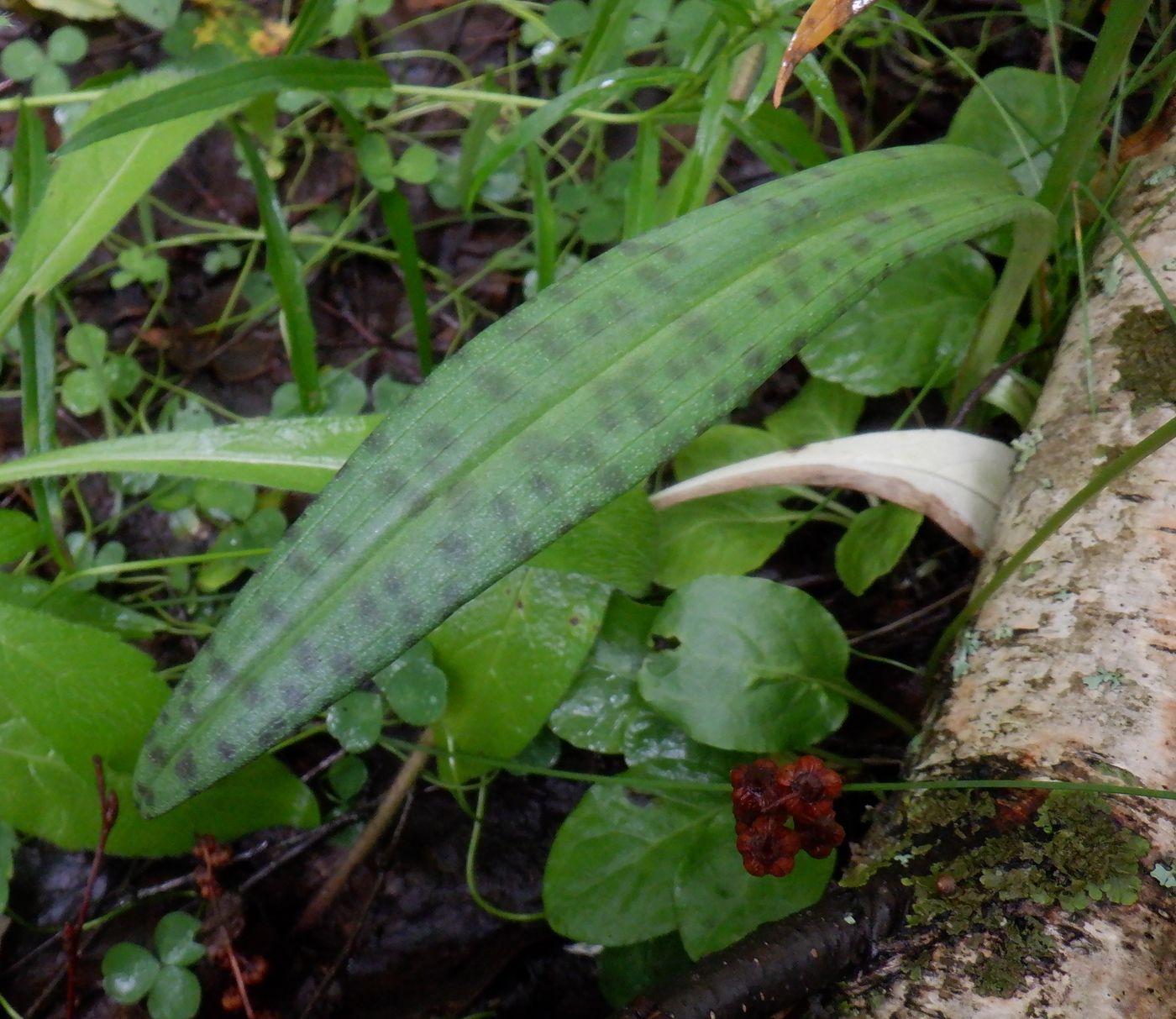 Image of Dactylorhiza fuchsii specimen.