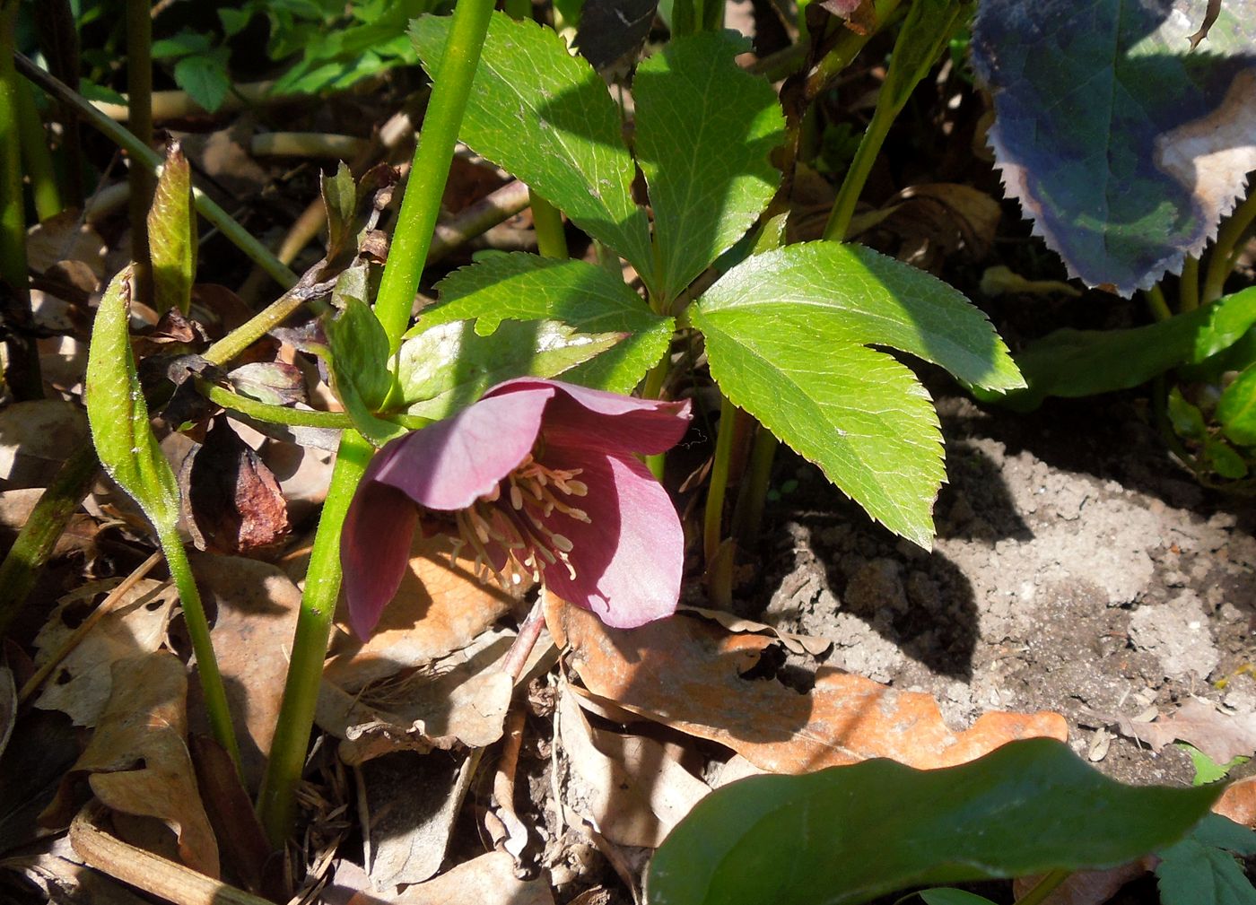 Изображение особи Helleborus abchasicus.