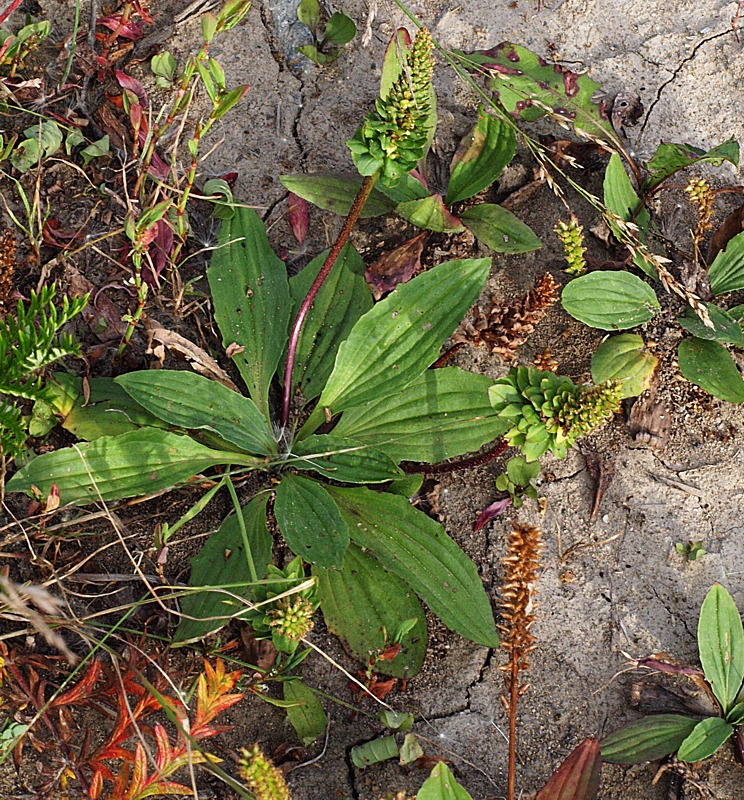 Image of genus Plantago specimen.