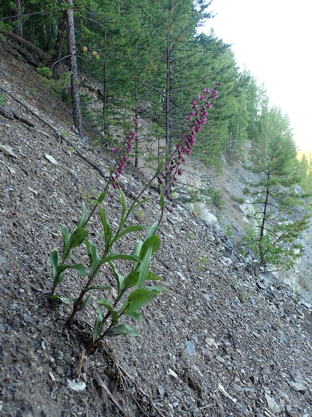 Изображение особи Epipactis atrorubens.