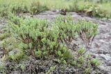 Crassula ericoides