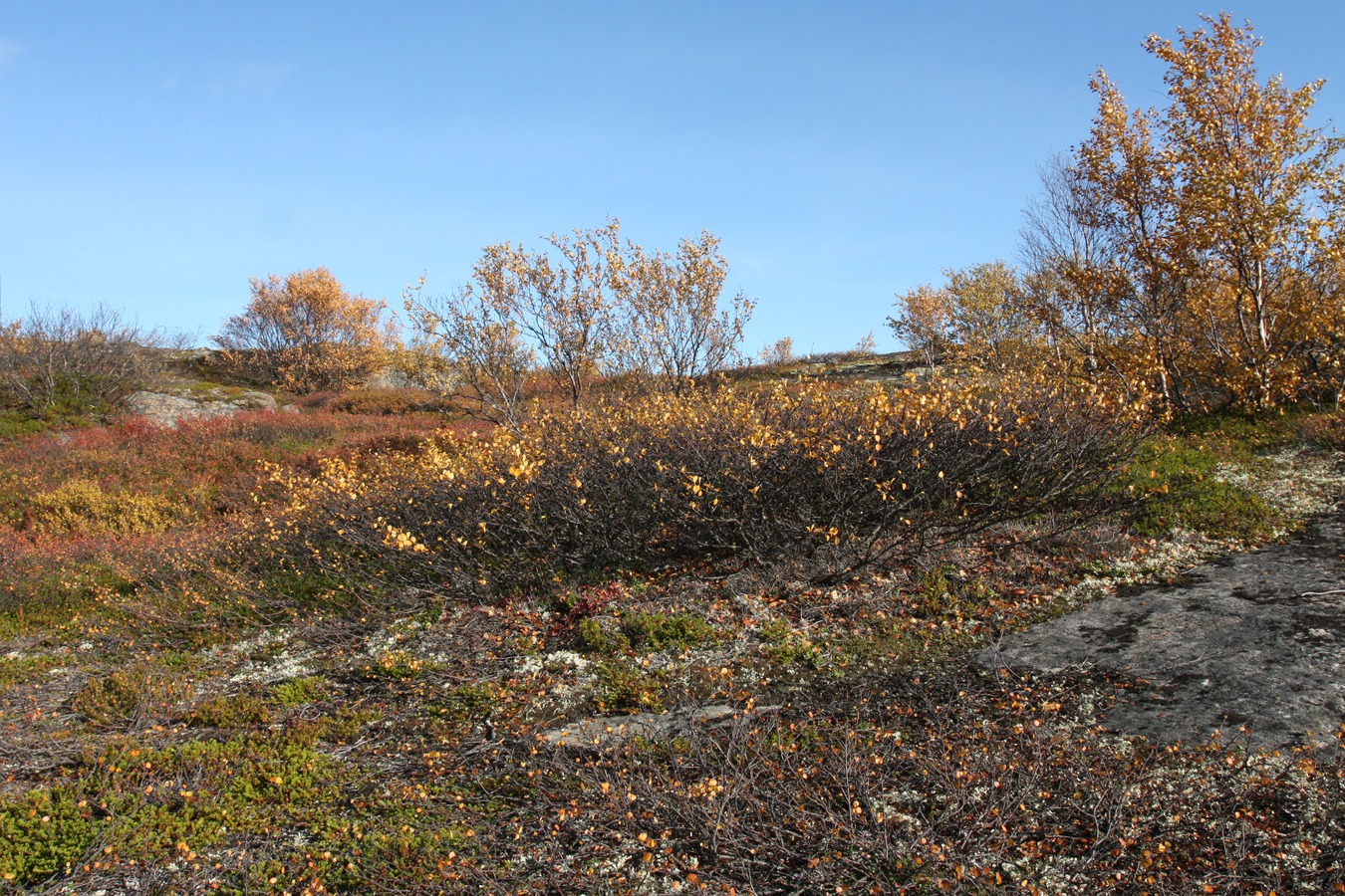 Image of Betula &times; alpestris specimen.