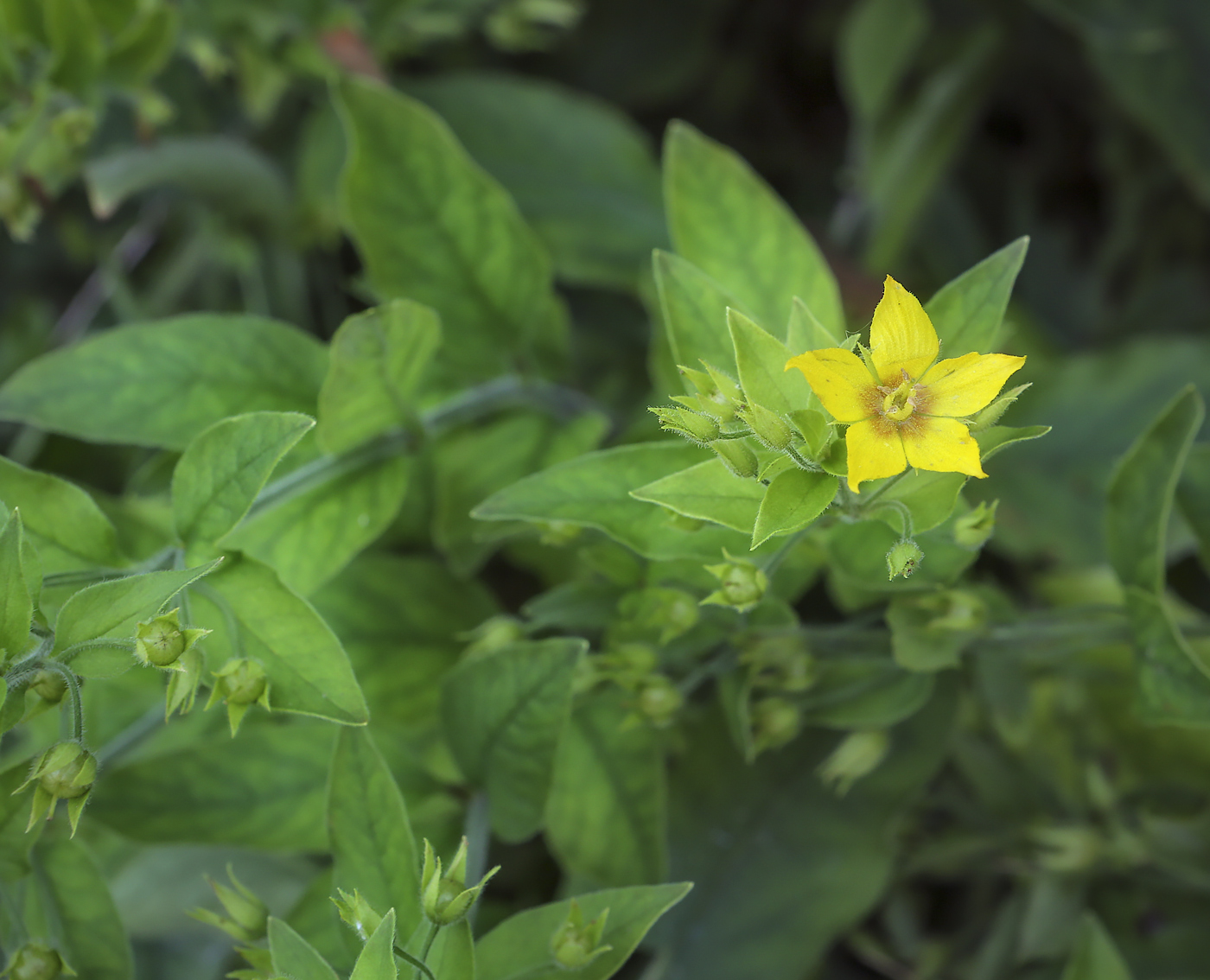 Изображение особи род Lysimachia.