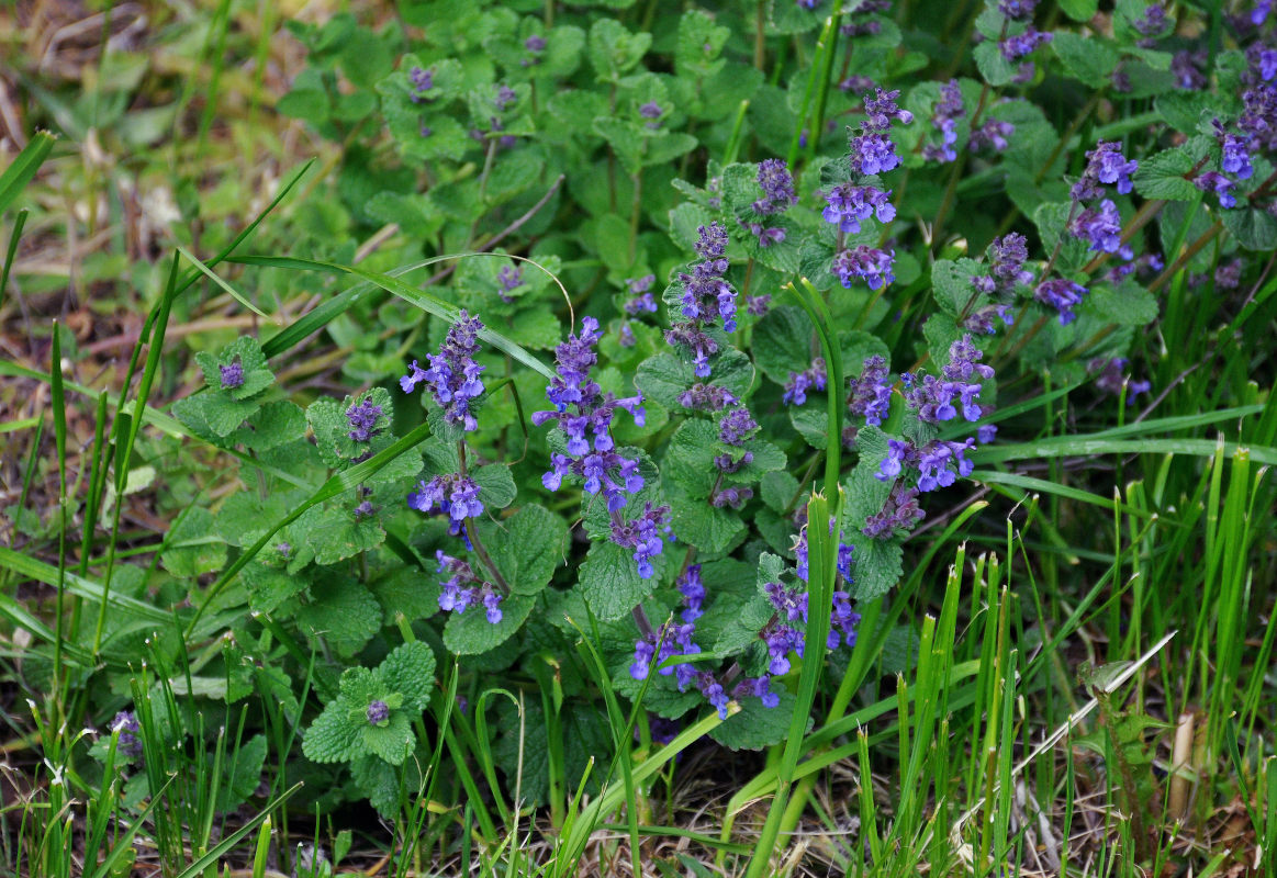 Изображение особи Nepeta × faassenii.