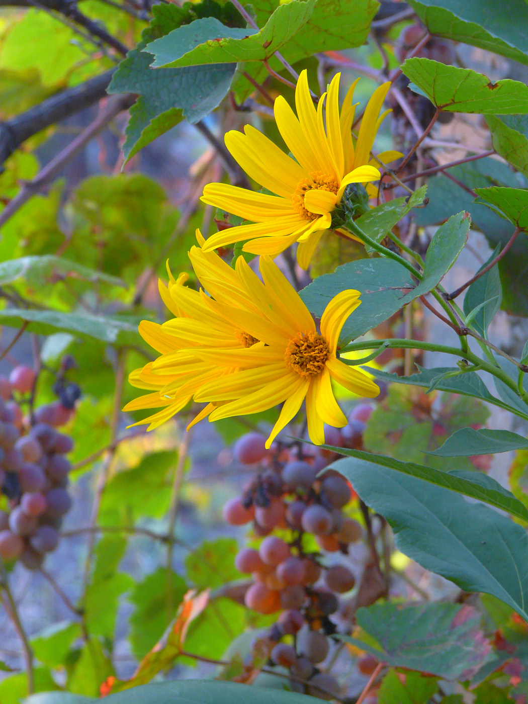 Изображение особи Helianthus tuberosus.