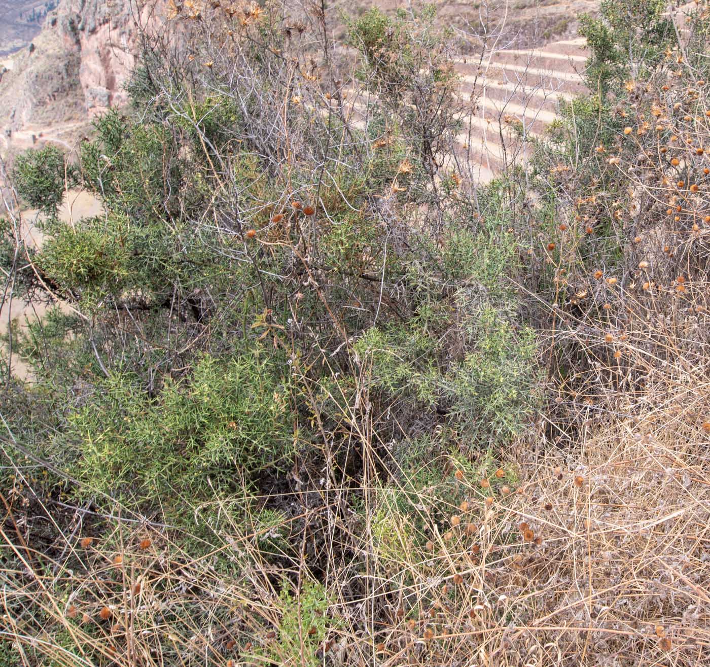 Image of Colletia spinosissima specimen.