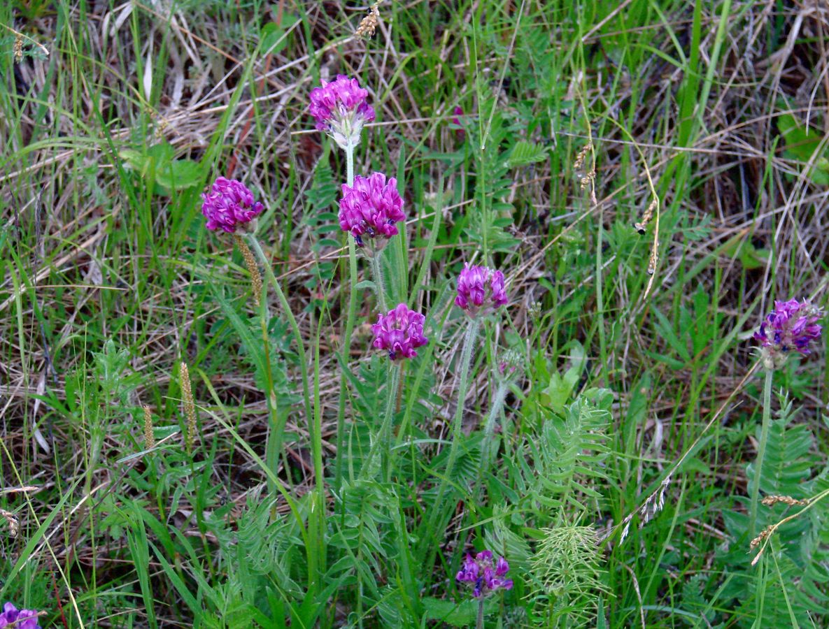 Image of Oxytropis strobilacea specimen.