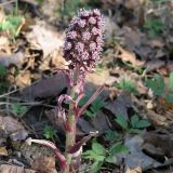 Petasites hybridus