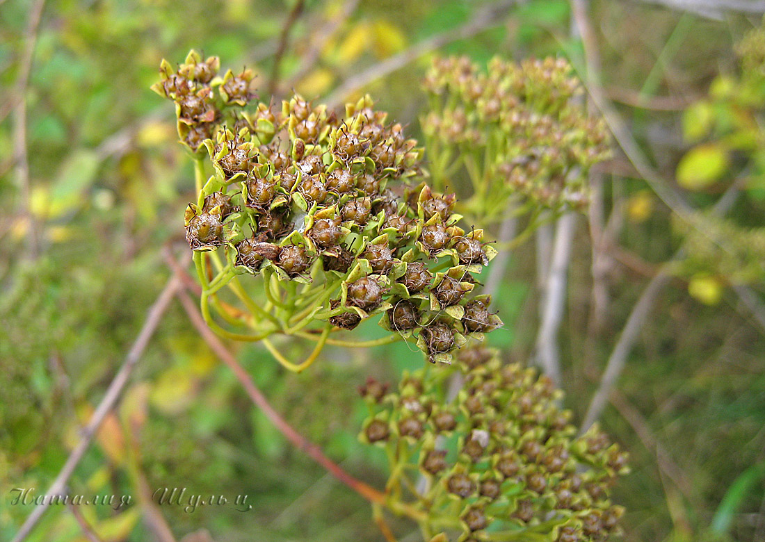 Изображение особи Spiraea trichocarpa.