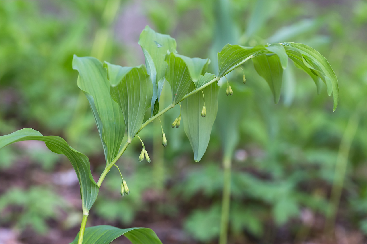 Image of Polygonatum multiflorum specimen.