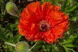 Papaver orientale