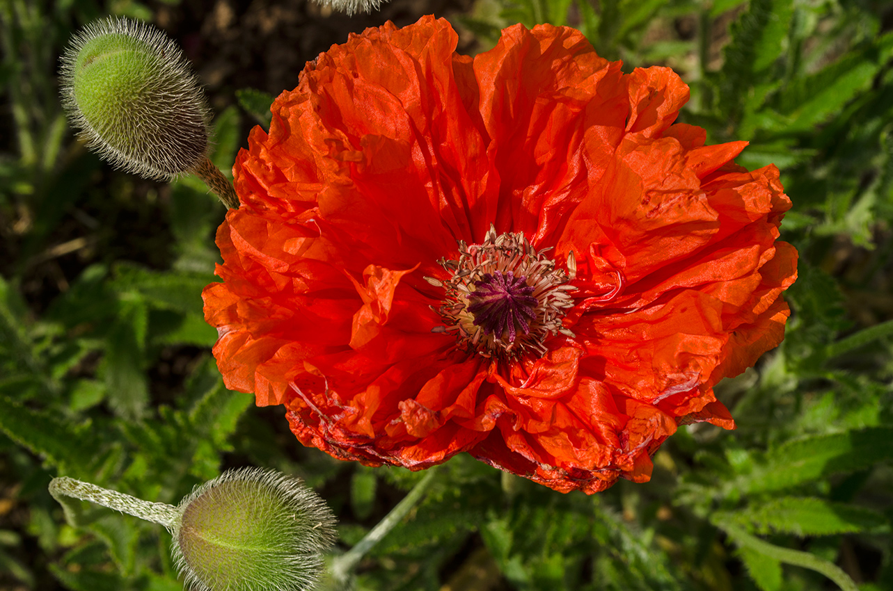 Изображение особи Papaver orientale.