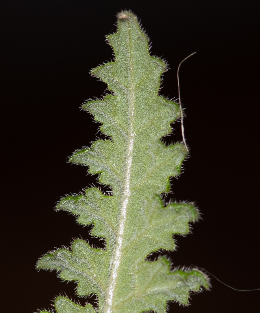 Image of Caiophora cirsiifolia specimen.