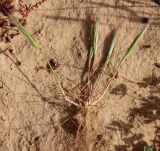 Vulpia fasciculata. Выкопанное бутонизирующее растение. Израиль, южная окраина г. Ашдод, пески. 10.03.2020.