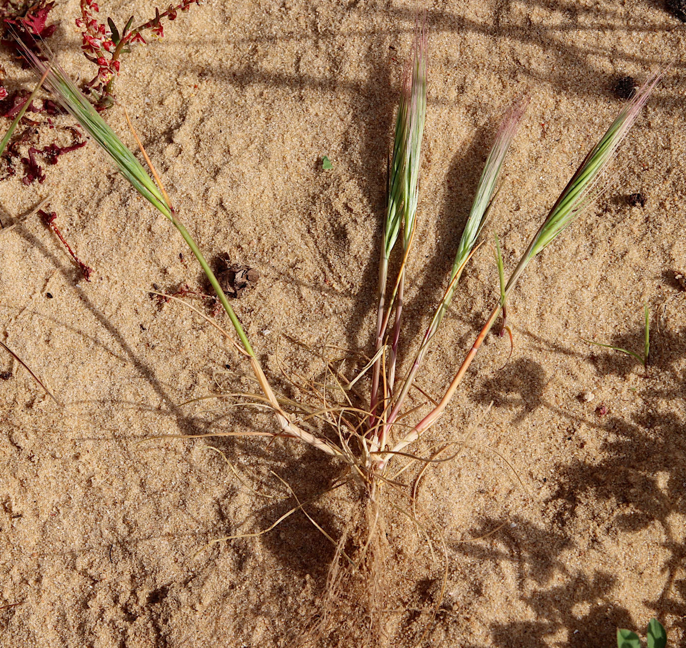 Image of Vulpia fasciculata specimen.