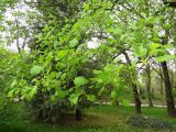 Liriodendron tulipifera