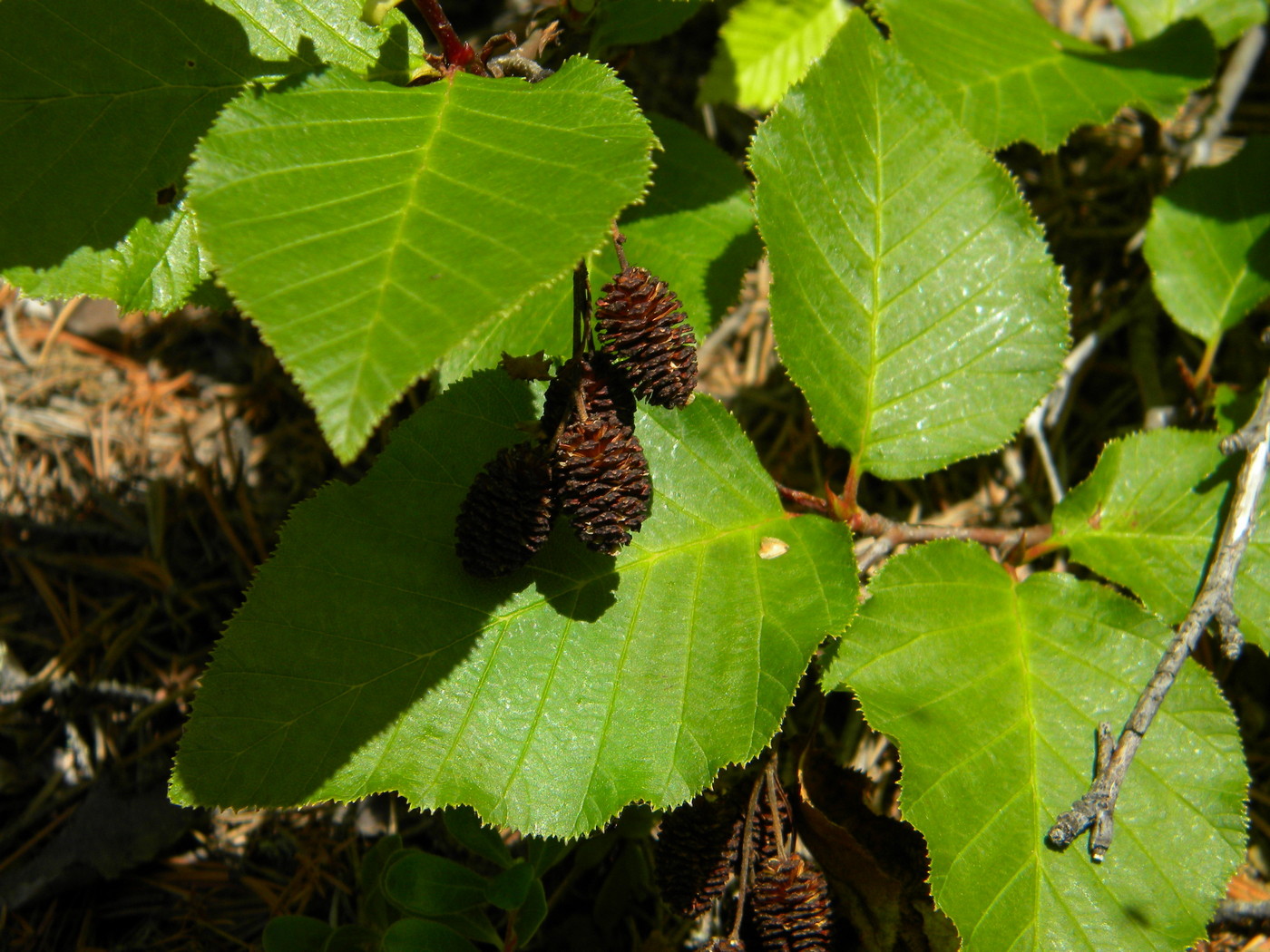 Image of Duschekia fruticosa specimen.