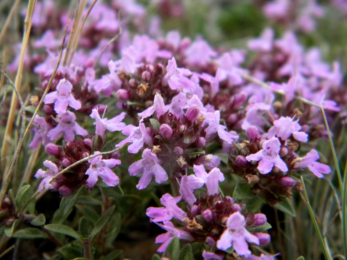 Изображение особи Thymus roseus.