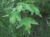 Acer campestre. Верхушка побега. Краснодарский край, Абинский р-н, окр. ст-цы Холмская, приречный лес. 24.05.2020.