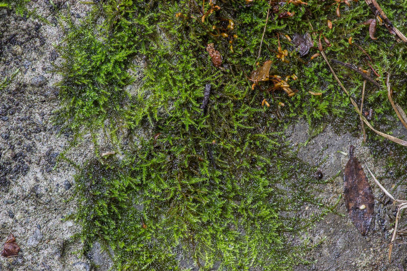 Image of class Bryopsida specimen.