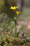 Gagea chrysantha. Растение с цветками и бутонами. Южный берег Крыма, северный склон горы Аюдаг, дубовое редколесье. 18.04.2021.