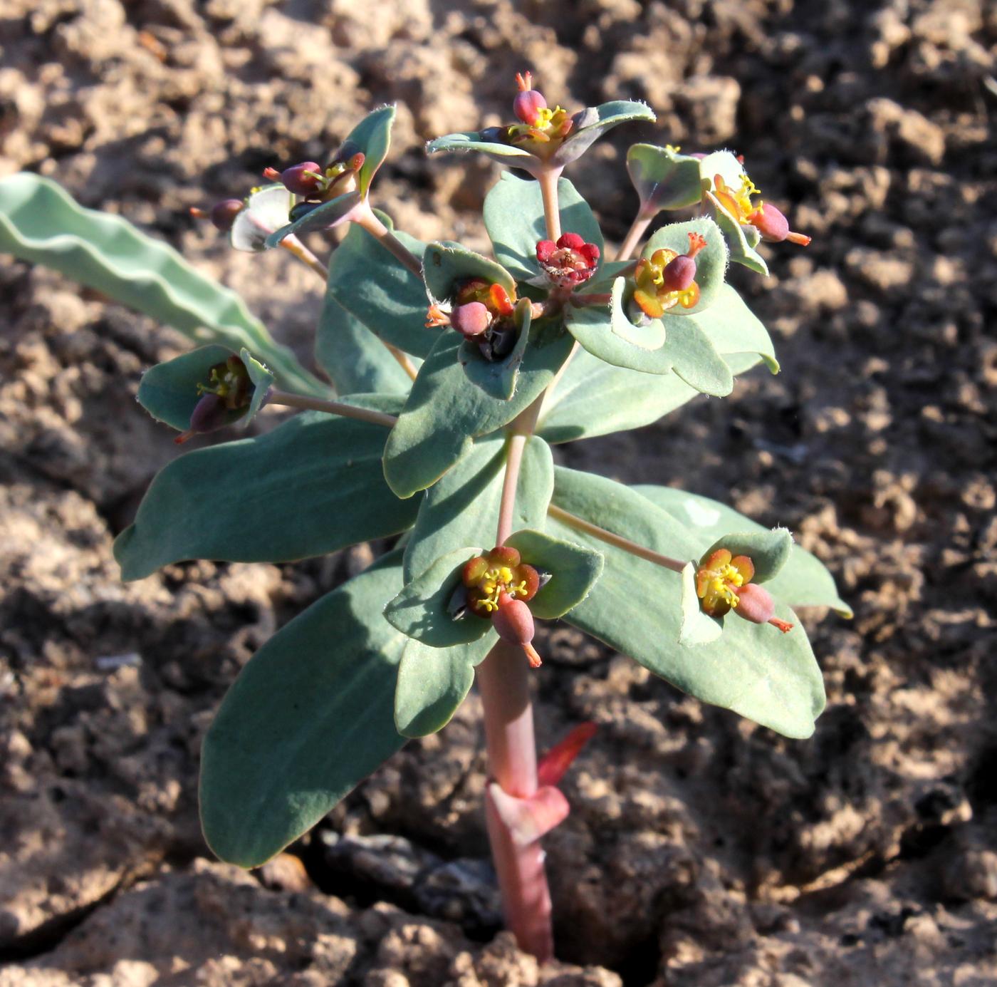 Image of Euphorbia rapulum specimen.