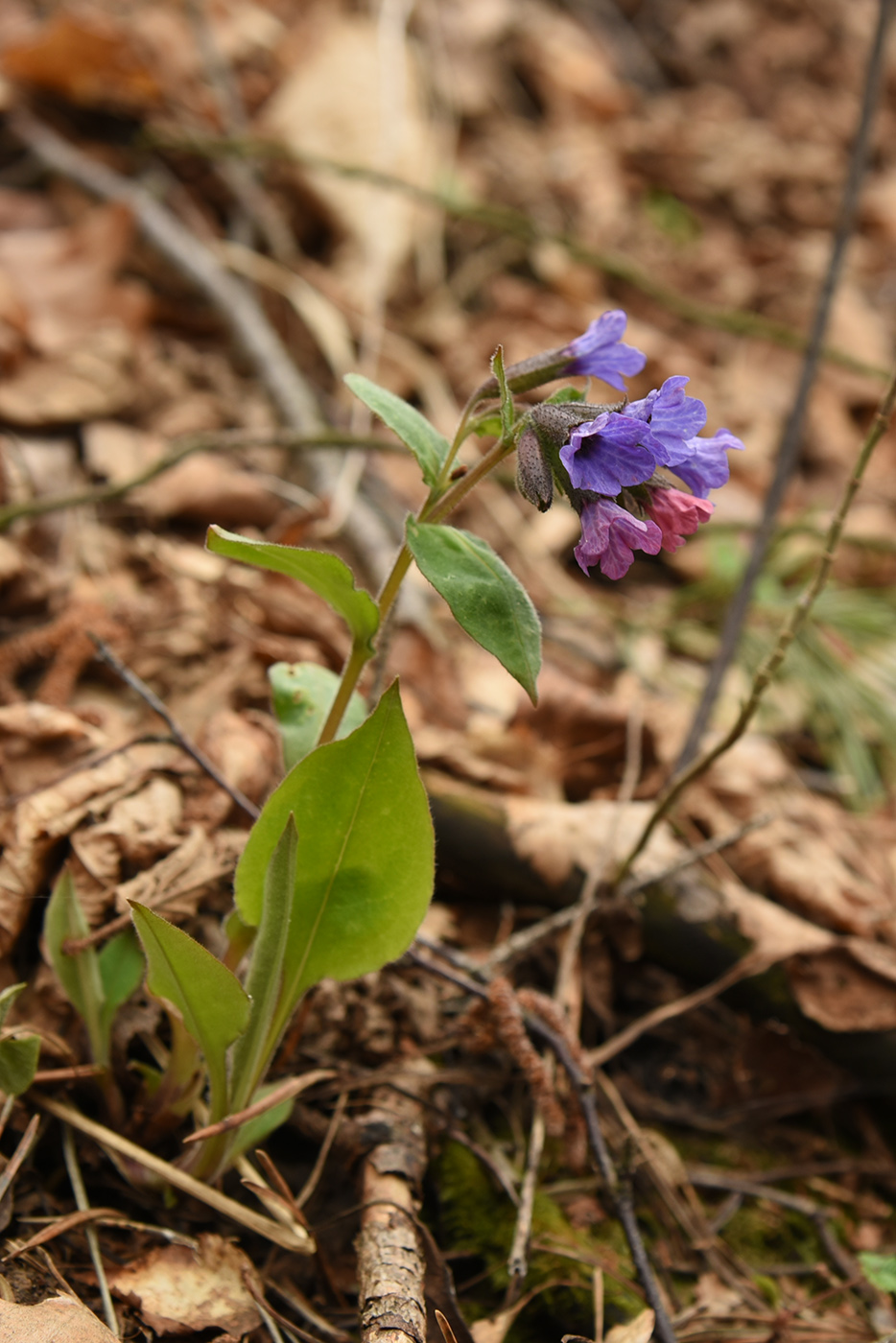 Изображение особи Pulmonaria obscura.