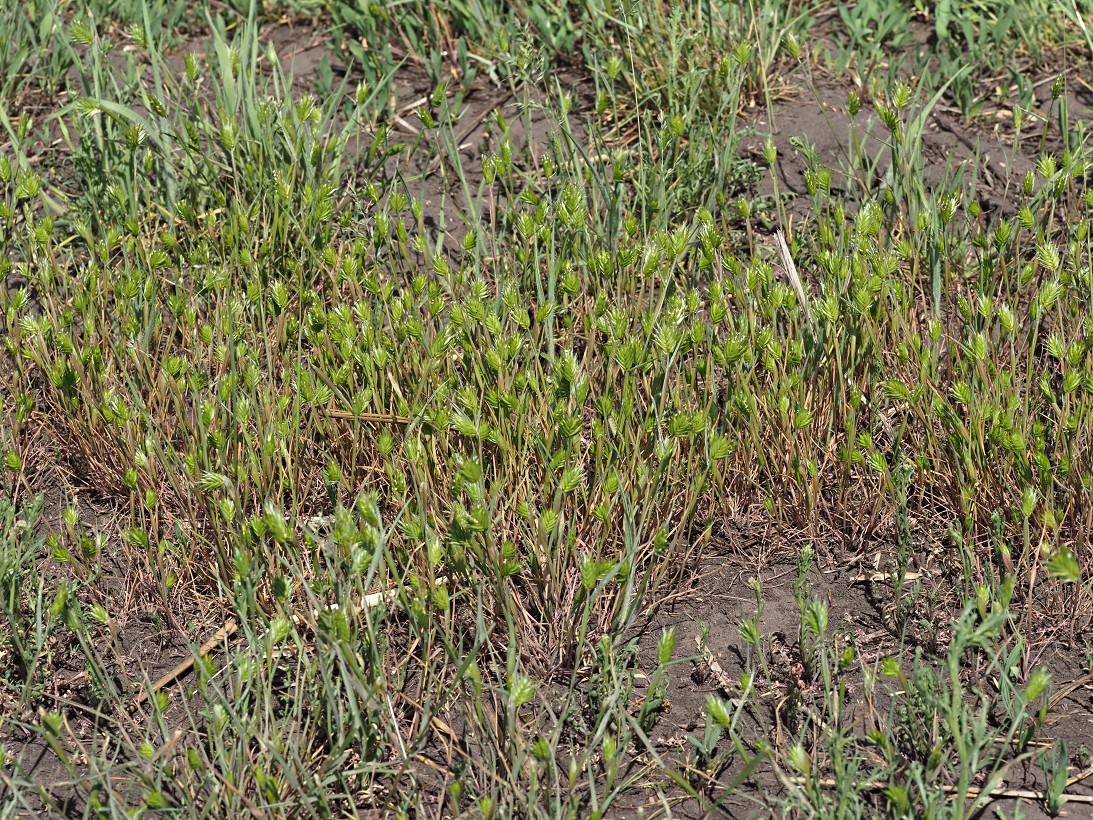 Image of Eremopyrum triticeum specimen.