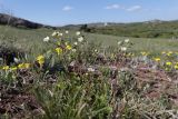 Potentilla rupestris