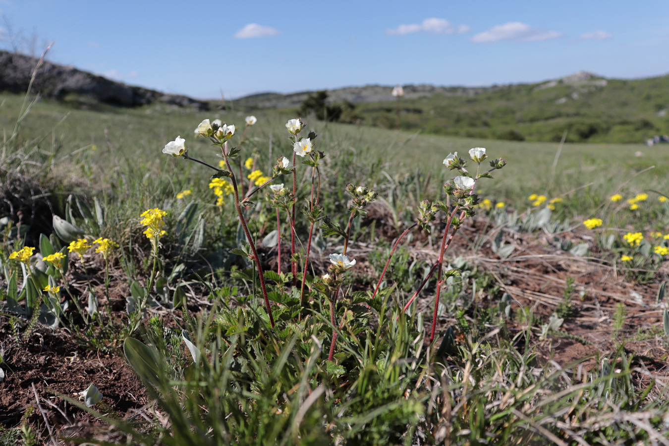 Изображение особи Potentilla rupestris.