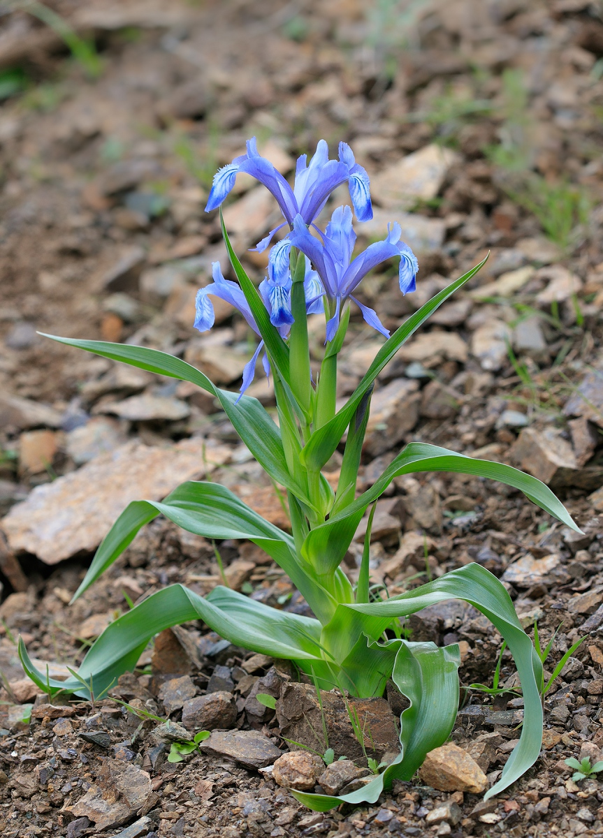 Изображение особи Juno graeberiana.