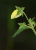 Calceolaria tripartita