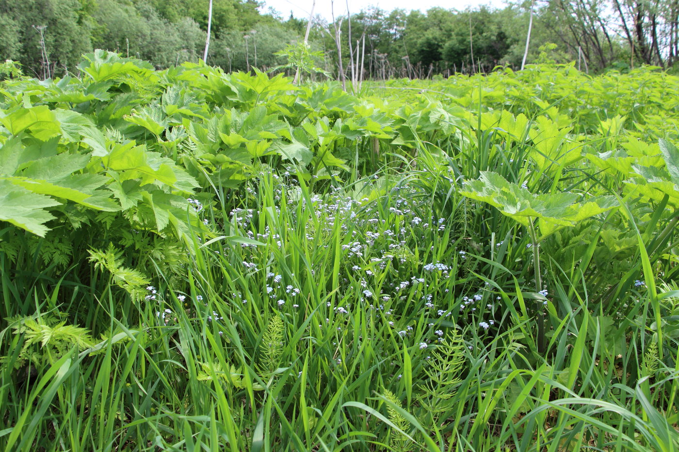 Изображение особи Myosotis pseudovariabilis.