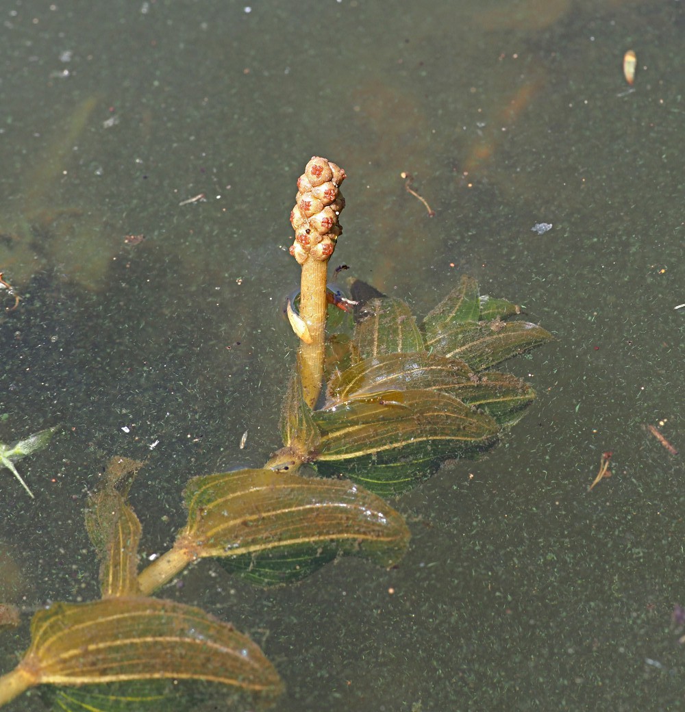 Изображение особи Potamogeton perfoliatus.