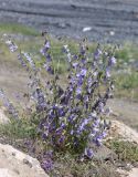 Campanula sarmatica. Цветущее растение. Дагестан, Докузпаринский р-н, окр. с. Куруш, долина р. Чехычай, луговая степь на берегу. 26 июня 2021 г.